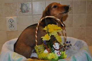 Jamnik d�ugow�osy